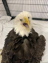 The 2 grey foxes we had last baby season 2021!