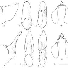 Image result for Asclepias albens