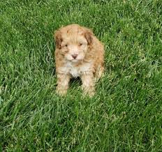 Get yours through lancaster puppies. Aussiedoodle Puppies For Sale Near Me Aussiedoodle Puppies
