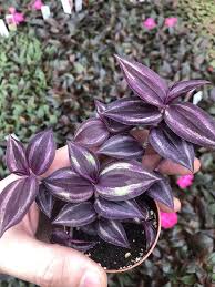 Image result for Tradescantia zebrina