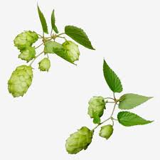 ¿qué sabemos de esta planta: Lupulo Humulus Lupulus Planta Material De Imagem Vetor E Png Desenho Dia Das Maes Decoracao Verde Pintura Em 3d