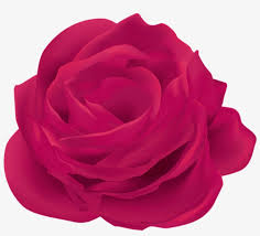 Download 720x1280 wallpaper pink roses, decorations, bouquet, samsung galaxy mini s3, s5, neo, alpha, sony xperia compact z1, z2, z3, asus zenfone, 720x1280 hd flowers wallpaper flowers diy floral wallpaper cute wallpapers paper flowers mobile wallpaper art wall rose wallpaper. Free Png Download Pink Rose Flower Png Images Background Garden Roses Transparent Png 850x730 Free Download On Nicepng