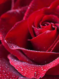 Obituary Of Sharonda Henry Welcome To Cotton Funeral Service Se