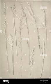 Image result for Cenchrus geniculatus