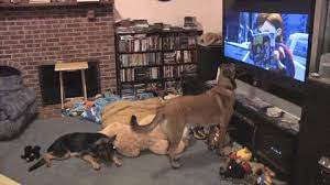 Never Did Like Bolt Anyway Dog Watching Tv Dogs Watch Dogs