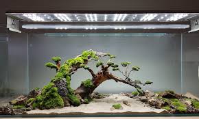Aquaman Nature Studio Aquascape Aquascape Design Aquarium Landscape