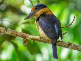 Image result for Toddaliopsis