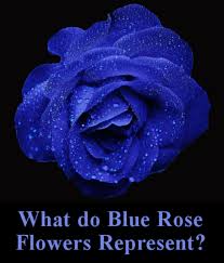 Pink roses always please as they mean grace and admiration. What Do Blue Flowers Symbolize Hno At