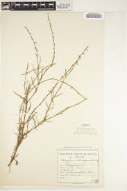 Image result for Oxygonum delagoense