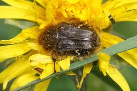 Image result for Tropinota hirta