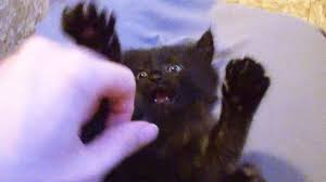 Cat hug cute kitten hd k. Black Cat Stick Em Up Youtube