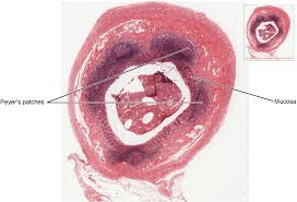 The lymphatic system parallels the cardiovascular system (see the images below). Die Lymphorgane Des Menschen