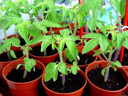 Image result for tomato growing
