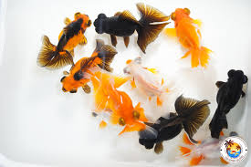 What's the name of the red butterfly telescope? Upick Telescope Butterfly Multiple Colors 3 3 5 Inches Starter Collection Goldfish Island