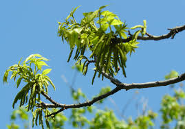 Pecan Planting Fertilization Home Garden Information Center