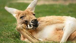 Australia Pide Comer Carne De Canguro Para Frenar Su Superpoblacion