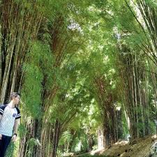Di tempat wisata surabaya ini juga ad ataman bungan sakura yang sangat cantik dan layak dijadikan tempat berfoto. 20 Tempat Wisata Surabaya Yang Asyik Buat Dijelajahi