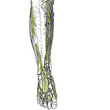 An articular cartilage injury, or chondral injury, may occur as a result of a pivot or twist on a bent knee, similar to the motion that can cause a meniscus tear. Topographic Anatomy