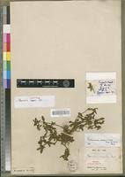 Image result for Spermacoce mauritiana