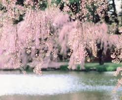 Cherry blossom trees are grown for their ornamental qualities, not fruit. Cherry Blossom Varieties Queens Gazette