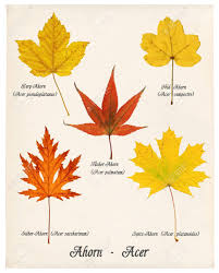 The three species of maple trees used for making maple syrup are the sugar maple, black maple and red maple. Collage With Various Colorful Autumn Leaves Of Maple Trees On Old Paper Stock Photo Picture And Royalty Free Image Image 16709813