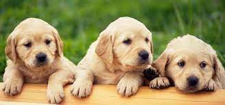 Une nouvelle année va commencer et, avec ça, vient aussi l'attribution d'une nouvelle lettre pour les noms de en 2020, il s'agit de la lettre r. Noms De Chiens En D Pour 2028
