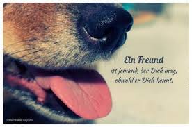 Die besten 47 hund spruche auf istdaslustig de. Ein Freund Ist Jemand Der Dich Mag Obwohl Er Dich Kennt Hund Zitat Spruche Tiere Regenbogenbrucken Hund