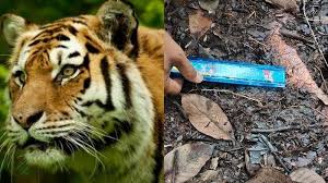 We did not find results for: Warga Lihat Harimau Di Perkebunan Di Tugumulyo Musi Rawas Tim Gabungan Temukan Dugaan Jejak Kaki Tribun Sumsel