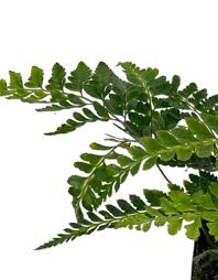 Image result for Arachniodes