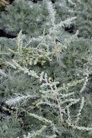 Image result for Pycnostachys parvifolia