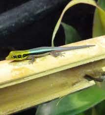 How To Care For A Gecko Hatchling - Pethelpful