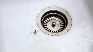 Warum können insekten an der decke sitzen ohne runterzufallen? Spinnen Vertreiben Die Besten Mittel Gegen Spinnen Focus De