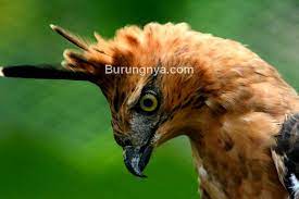 Halo cuy balik lagi nih sama kita si pencari tahu. Apakah Burung Garuda Asli Sama Dengan Elang Jawa Burungnya Com