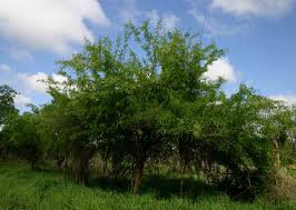 Image result for Dalbergia melanoxylon