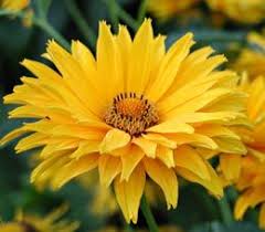 Heliopsis Helianthoides Var Scabra Spitzentanzerin Sonnenauge Mit Stauden Gestalten Zaungucker Pflanzen Beeteinfassung Stauden Blumen Stauden