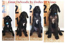 Great Dane Puppy Growth Chart Goldenacresdogs Com