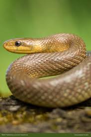 Aesculapian Snake Dream Snake Snake Animals