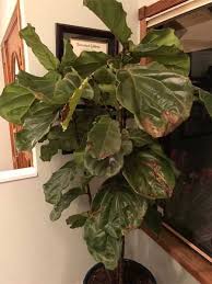 It is notoriously finicky, and is known to drop leaves. Sick Fiddle Leaf Fig Plant Take It Outside For A Fast Recovery