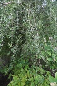 Image result for Lannea virgata