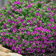 Image result for Polygala youngii