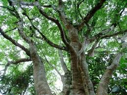 Image result for Celtis africana