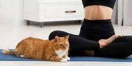 Yoga with Kittens
