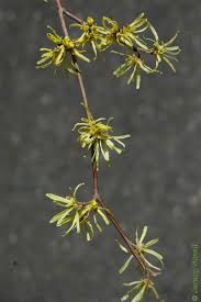 Image result for Hamamelidaceae