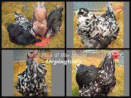 Buy white orpington chickens that we have for sale from essex orpingtons. Black White Mottled Orpington S Georgiachick Black And White Blue Black Mottled