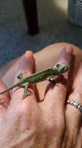 The veiled chameleon, chamaeleo calyptratus duméril and bibron 1851 (sauria. My Baby Chameleon Died Chameleon Forums