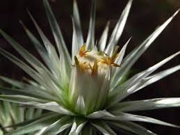 Image result for Macledium sessiliflorum