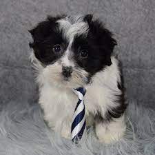 Havanese puppies for sale in pa breed info. Havanese Puppies For Sale In Pa Ridgewood S Havanese Puppy Adoption
