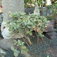 Succulent plants are among the most amazing on earth, and because they are well adapted to plant succulents in areas which never stay wet. Bear S Paw Succulent Cotyledon Tomentosa Care And Growing Tips