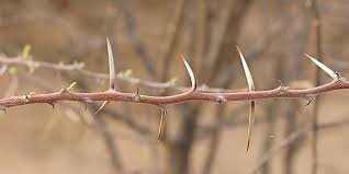 Image result for Acacia luederitzii