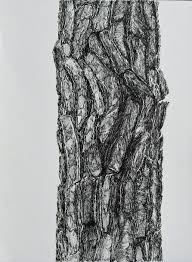 Bark Pine Tree Trees Art Drawing Tree Drawings Pencil Texture Drawing